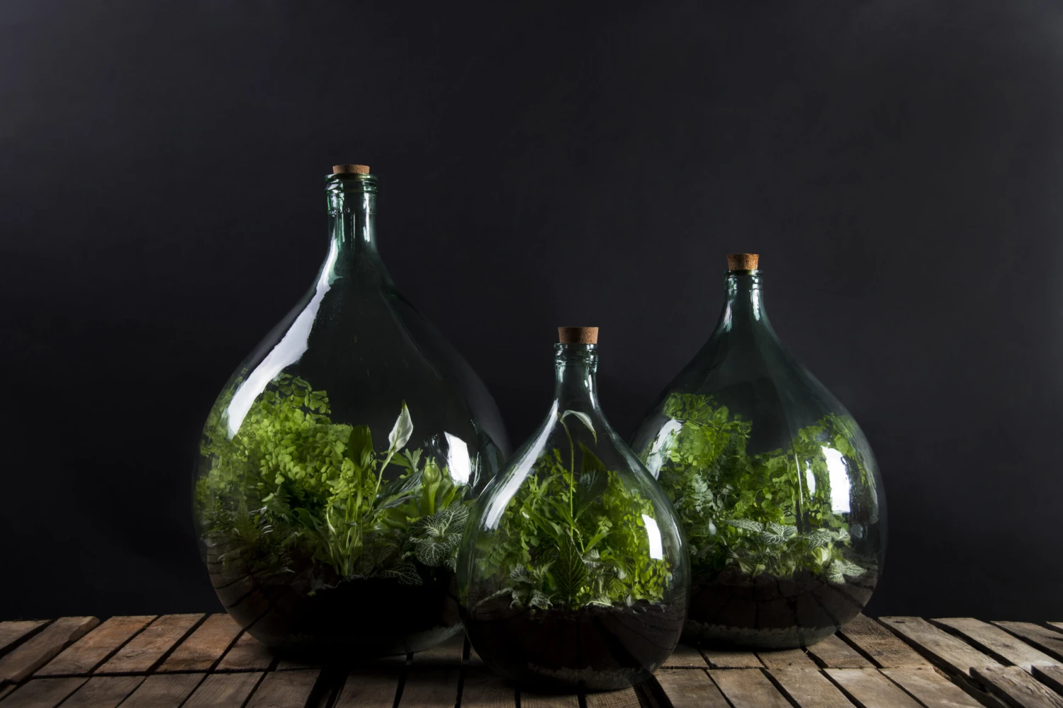 Esschert AGG47 Plant Terrarium 5L | Doe Het Zelf Planten Terrarium - Afbeelding 3